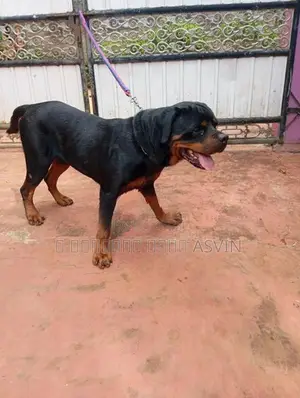 Rottweiler Male Dog