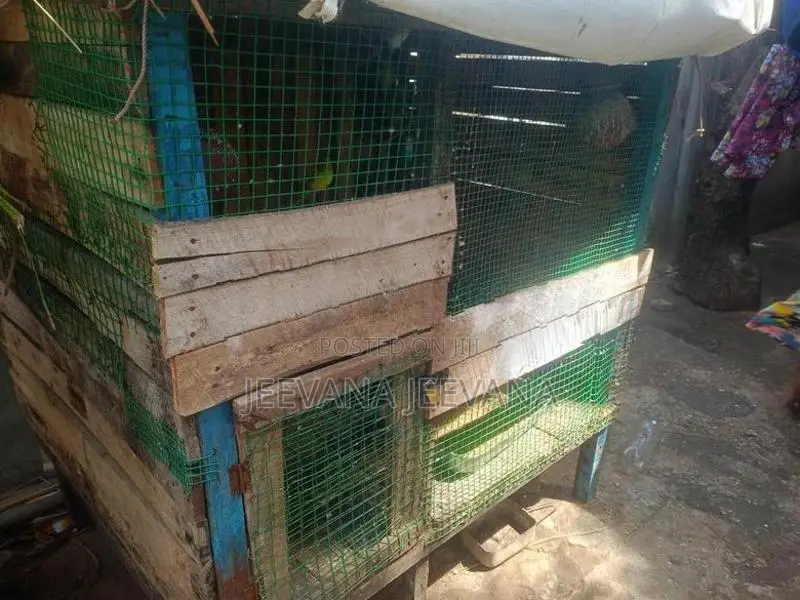 Love Birds Cage