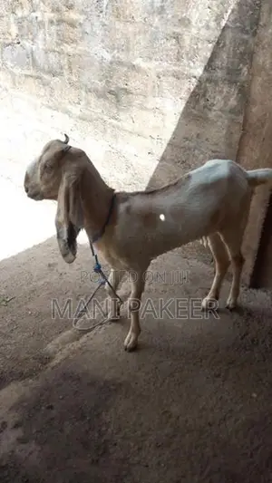 Farm Goats