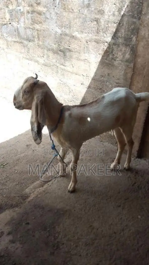 Farm Goats
