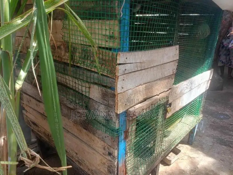 Love Birds Cage