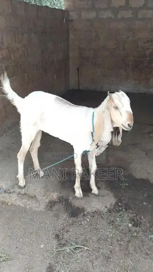 Farm Goats