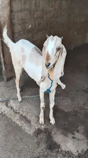 Farm Goats