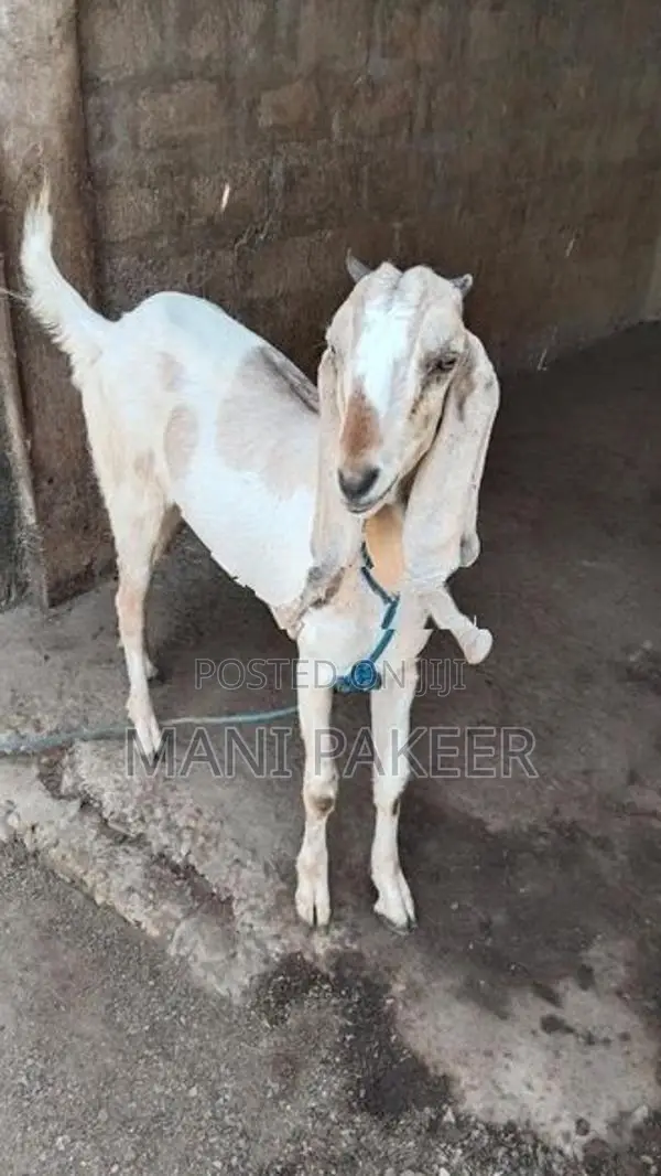 Farm Goats