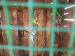 Love Birds Cage