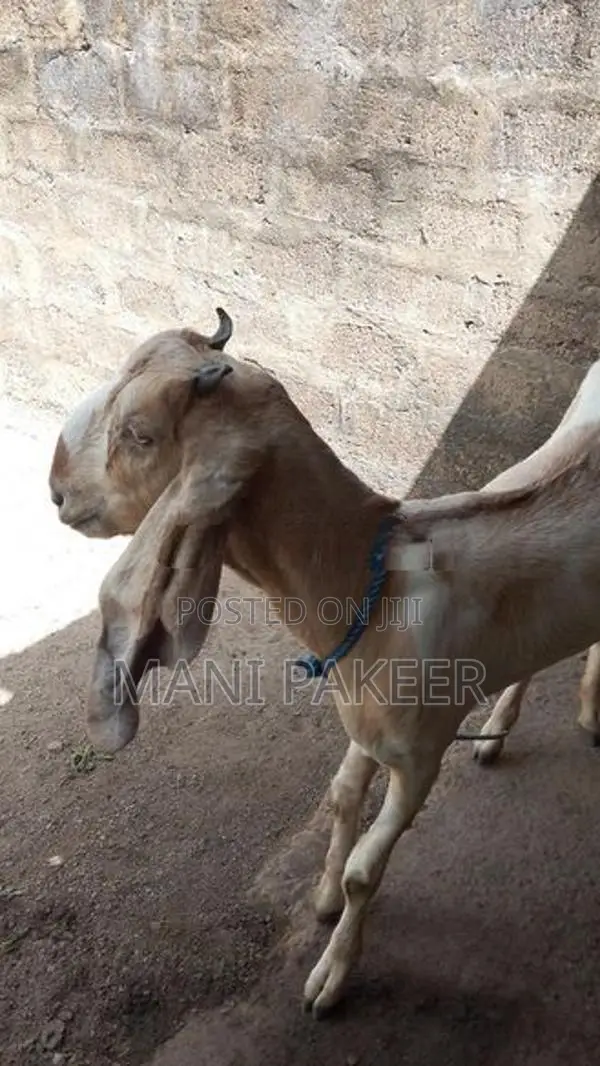 Farm Goats