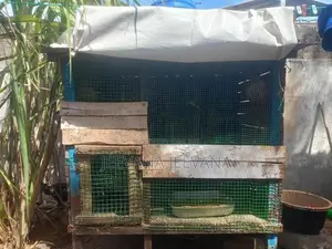 Love Birds Cage