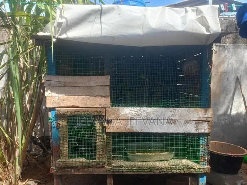 Love Birds Cage