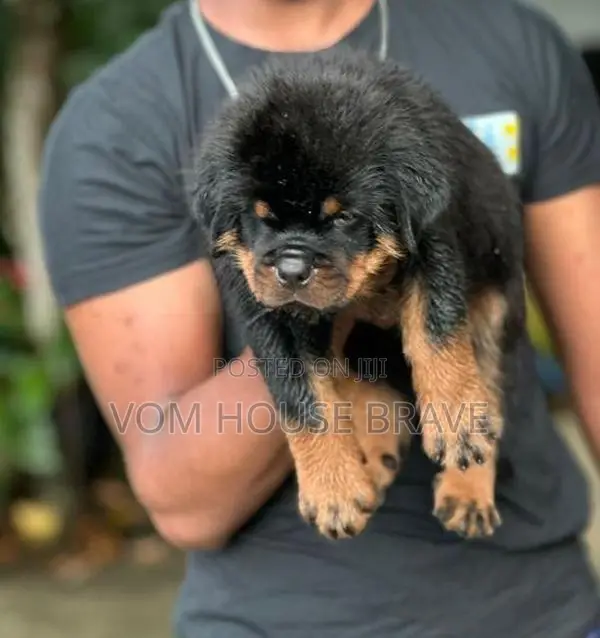Rottweiler puppies