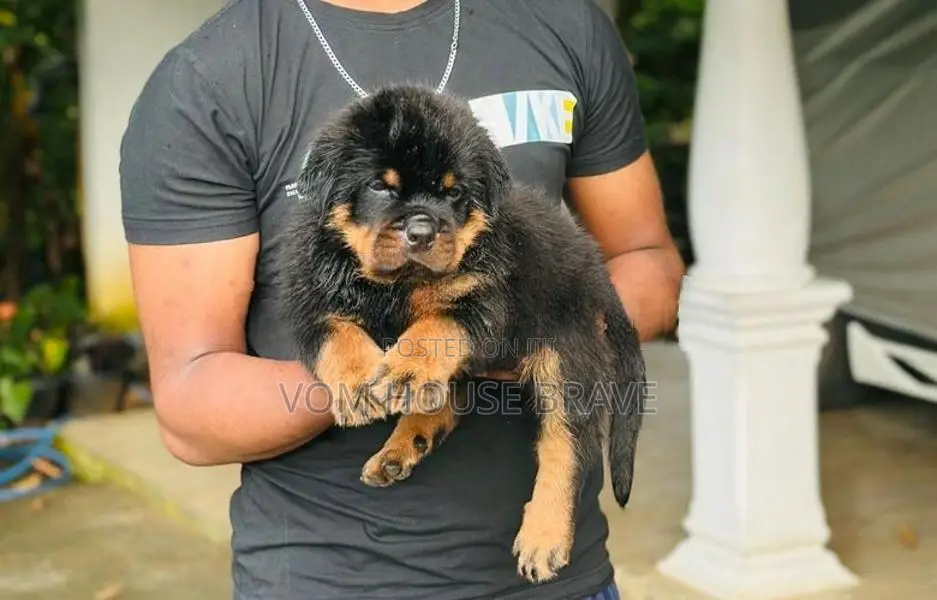 Rottweiler puppies