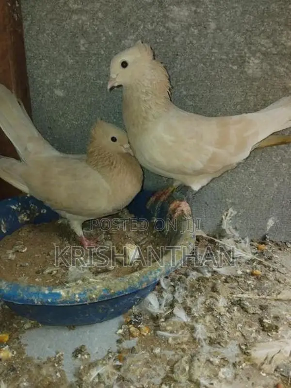 Holand Pigeon