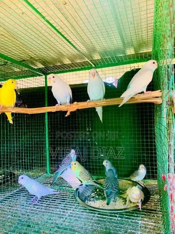Love Birds