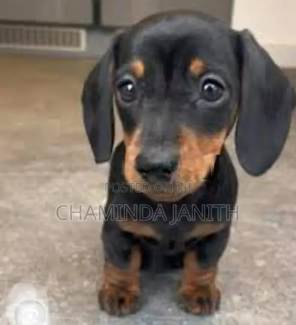 Dachshund Puppies