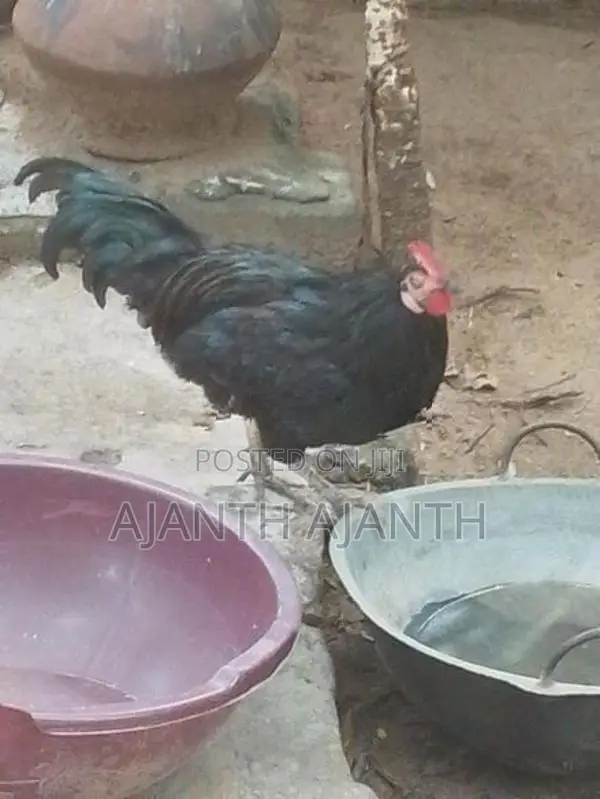 Farm Chicken
