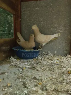 Holand Pigeon