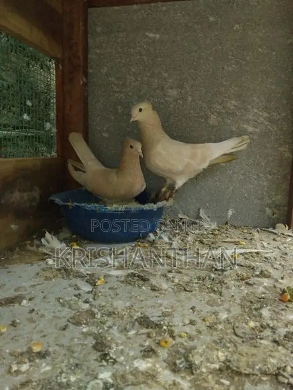 Holand Pigeon