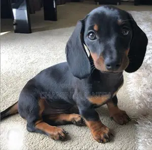 Dachshund Puppies