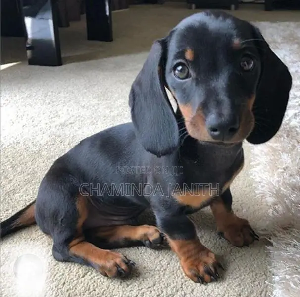 Dachshund Puppies