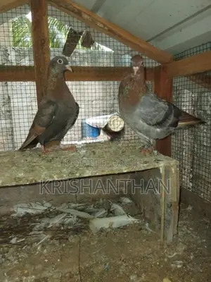 Holand Pigeon