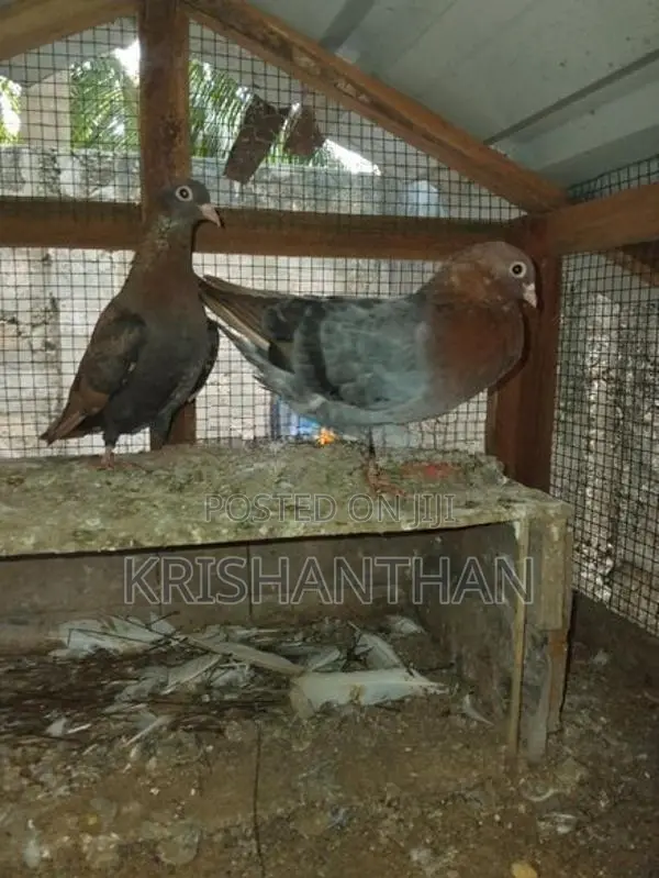 Holand Pigeon