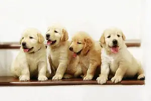 Golden Retriever Puppies
