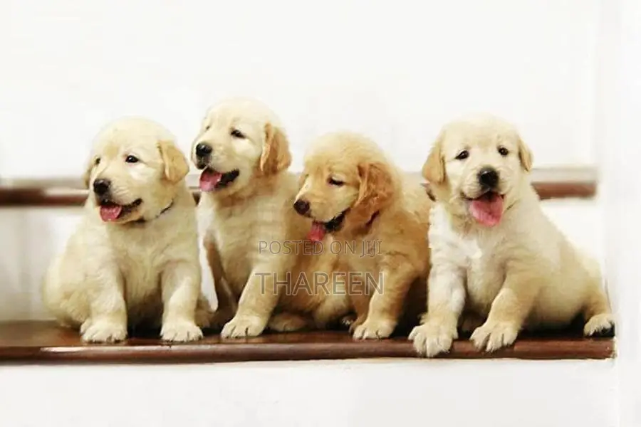 Golden Retriever Puppies