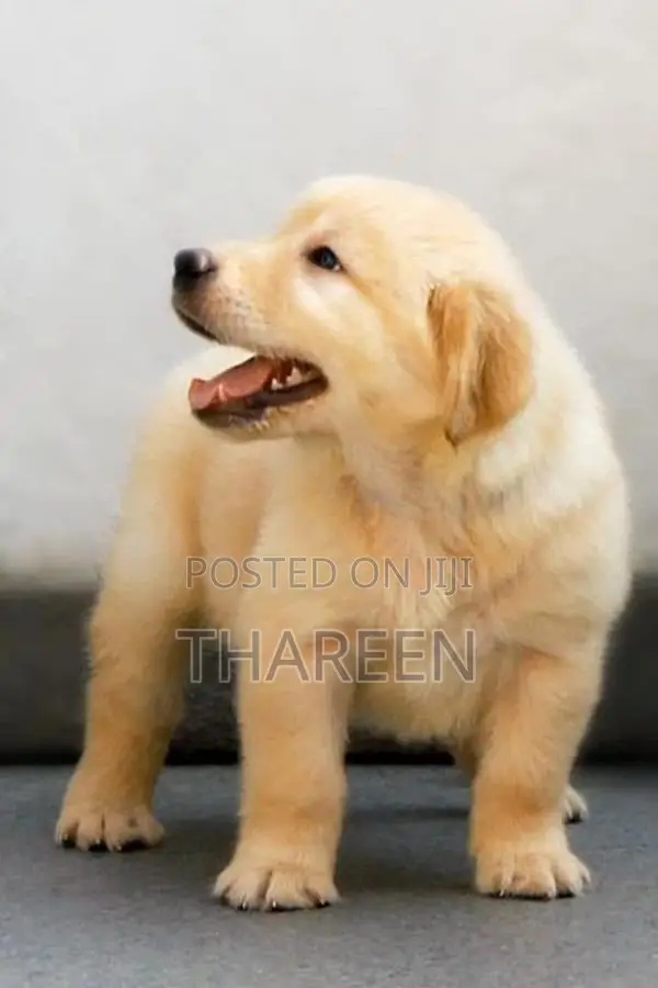 Golden Retriever Puppies