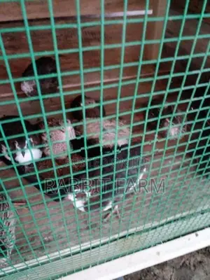 Jumbo Quails