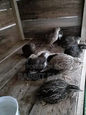 Jumbo Quails