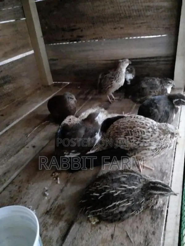 Jumbo Quails
