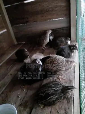 Jumbo Quails