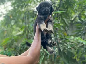 German Shepherd Puppy