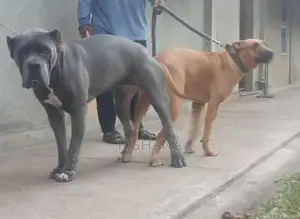 Cane Corso Mix Puppies