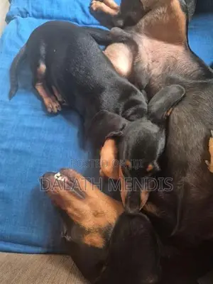 Dachshund Puppies