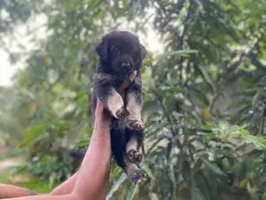 German Shepherd Puppy