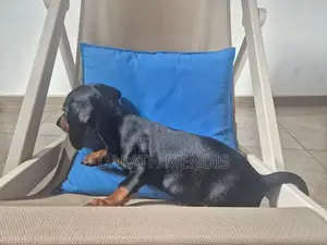 Dachshund Puppies