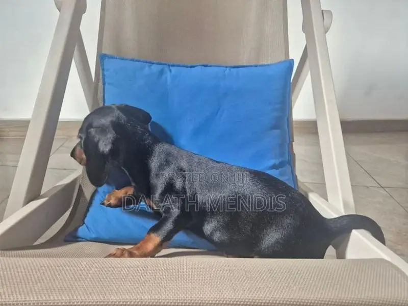 Dachshund Puppies