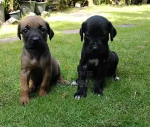 Cane Corso Mix Puppies