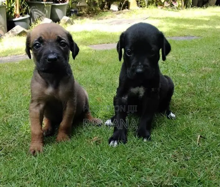 Cane Corso Mix Puppies