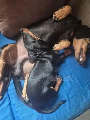 Dachshund Puppies