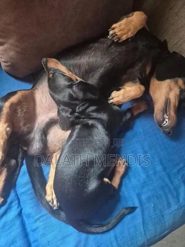 Dachshund Puppies