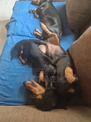 Dachshund Puppies