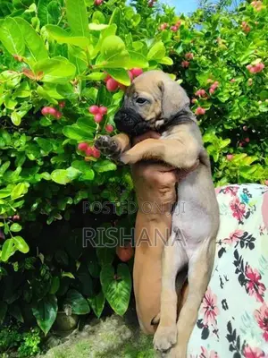 Cane Corso Mix Puppies