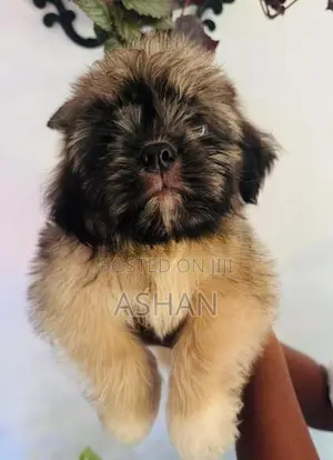Shih Tzu Puppies