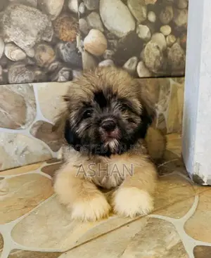 Shih Tzu Puppies