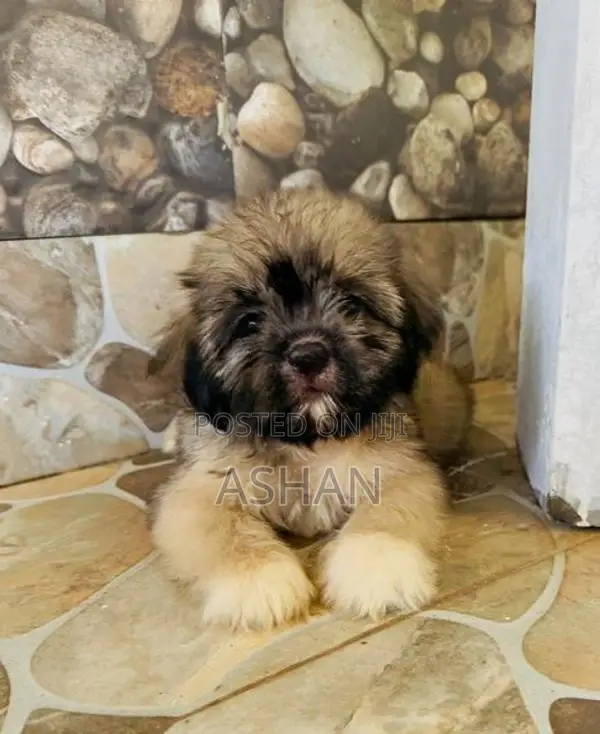 Shih Tzu Puppies