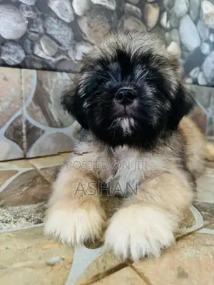 Shih Tzu Puppies
