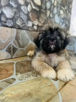 Shih Tzu Puppies