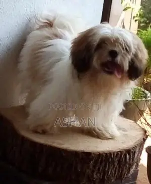 Shih Tzu Puppies