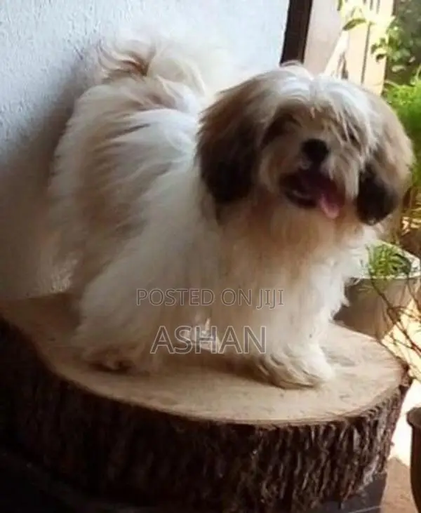 Shih Tzu Puppies